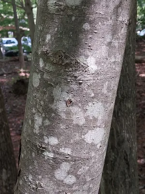 Bark of presumed Red Maple.