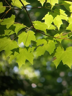 Leaves of what I am identifying as a Red Maple.