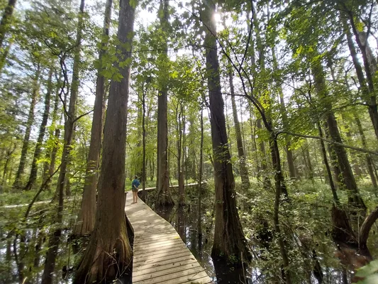 Stand of Bald Cypress in swamp, with human for scale.