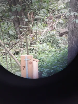 A Prothonotary Warbler seen near a nesting box in a cypress swamp.