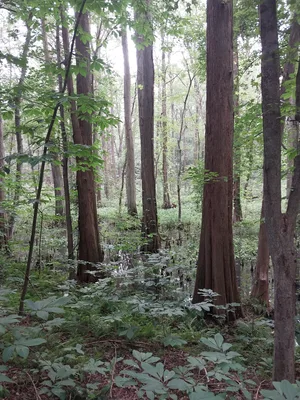 Bald Cypress swamp landscape.