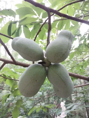 Paw Paw fruit on tree.