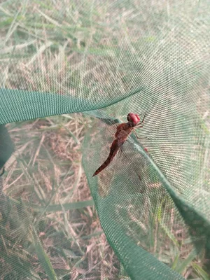 Spot-Winged Glider in net.