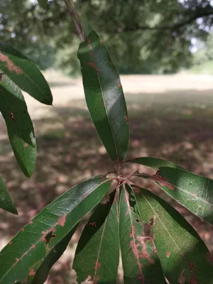 Willow Oak leaf and bud detail.