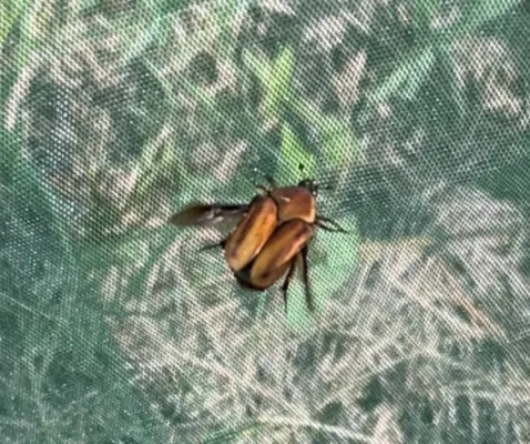 Unidentified insect in net.