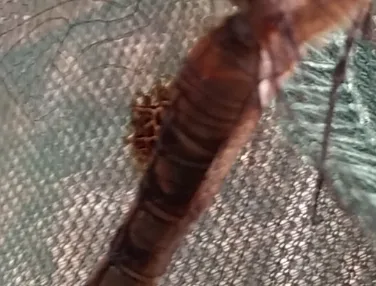 Detail shot of “spot” on presumed Spot-Winged Glider hindwing.