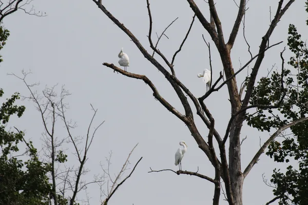 Great Egrets (Ardea alba) in snag at Kenilworth. Photo by Chelsea Rudman.