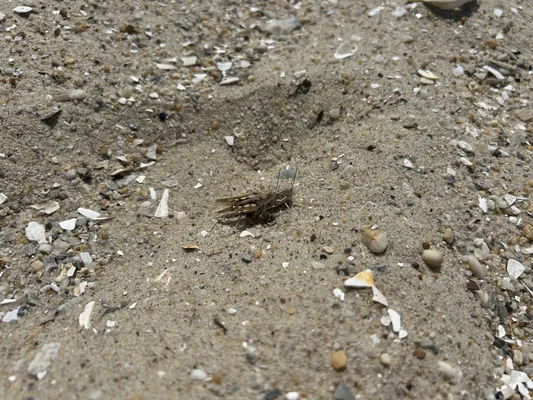 Mating Seaside Grasshoppers.