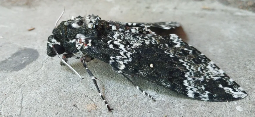 Dorsolateral view of Rustic Sphinx. Possible injury visible on left side near wing attachment point.