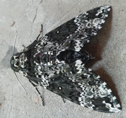 Dorsal view of Rustic Sphinx