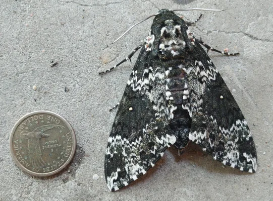 Dorsal view of Rustic Sphinx with dollar coin for scale.