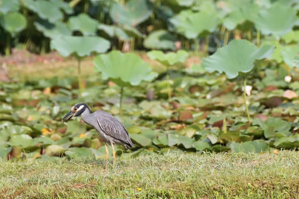 Yellow-Crowned Night Heron eating prey in Kenilworth Aquatic Gardens. Photo by Chelsea Rudman.
