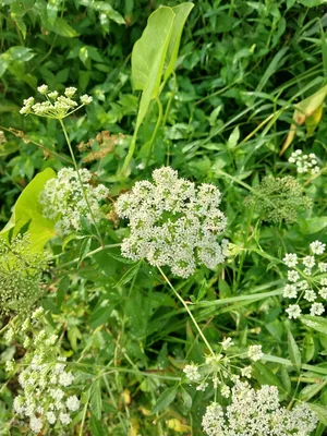 Queen Anne’s Lace ( Daucus carota) amidst other herbaceous plants.