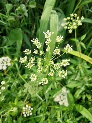 Detail of Queen Anne’s Lace (Daucus carota).