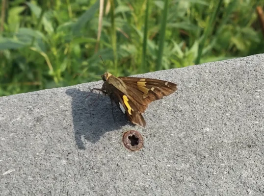 Silver spotted skipper on marsh boardwalk handrail.