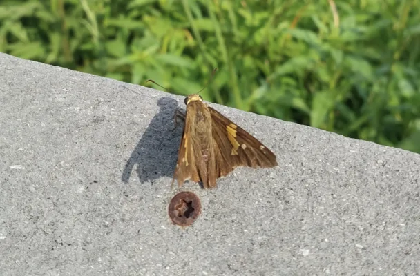 Silver Spotted Skipper
