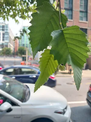 River Birch leaves.