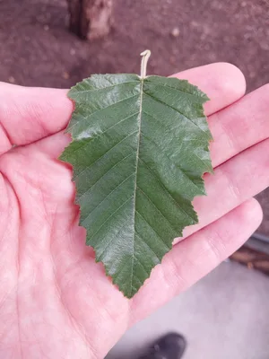 A River Birch leaf.
