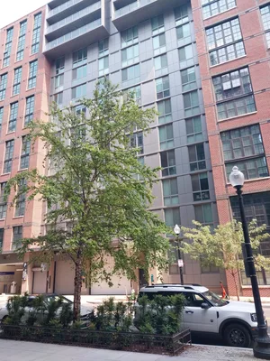 Street trees, with River Birch on left.