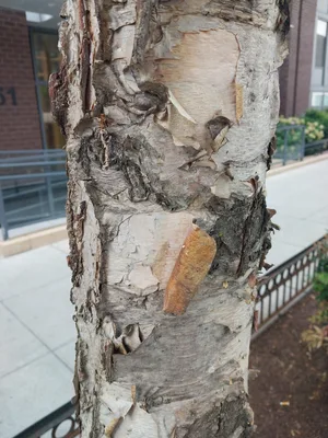 Bark detail for River Birch.