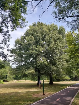 Willow Oak with human for scale.