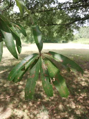 Willow Oak leaf detail.